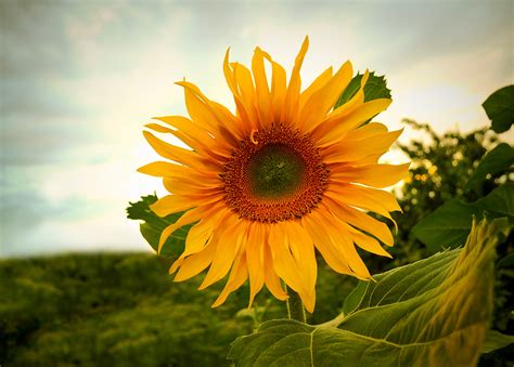 sunflower pictures free download|picture of sunflower flower.